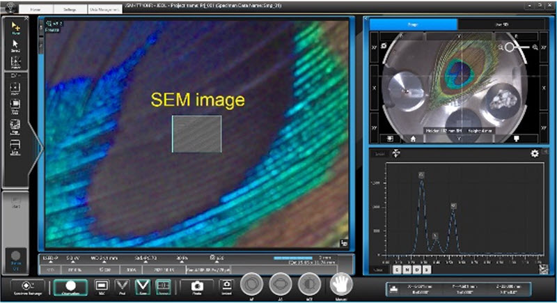 The SEM image is visible in conjunction with the optical image.