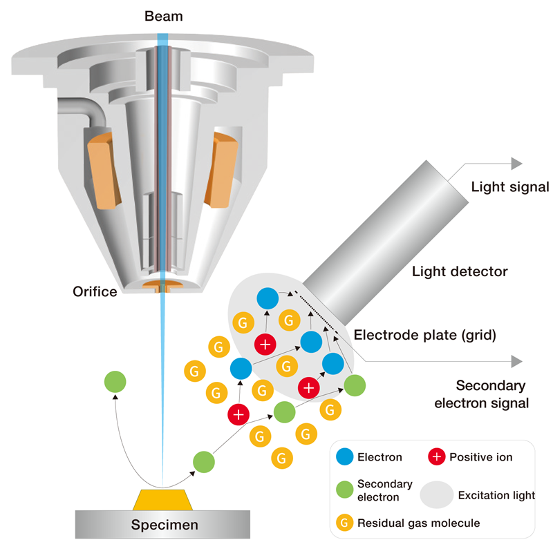 Low Vacuum Hybrid Secondary Electron Detector (LHSE)